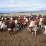 Нетели племенные