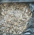 Подсолнечник полосатый из Турции