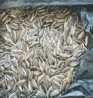 Подсолнечник полосатый из Турции