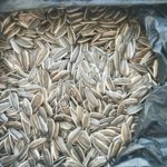 Подсолнечник полосатый из Турции