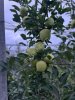 Яблоки Гала , Голден , Джеромин