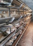 Клеточное оборудование для птицеводства