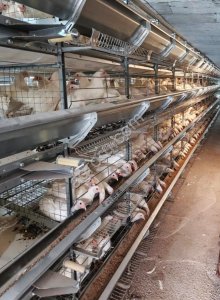 Клеточное оборудование для птицеводства