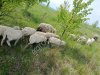 Ягнята, ярки, бараны мериносы (помесь)