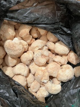 Ежовик Гребенчатый