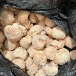 Ежовик Гребенчатый
