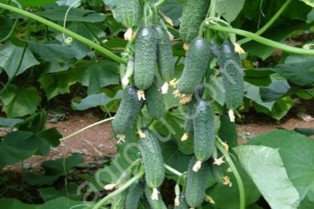 Семена огурца директор F1