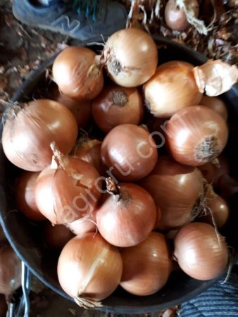 лук репчатый оптом от производителя