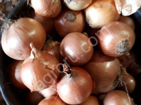 лук репчатый оптом от производителя