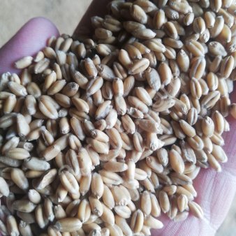 Пшеница оптом