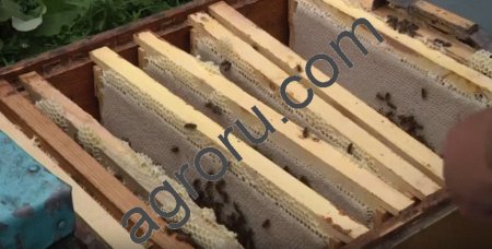 Пчелосемьи,пчелы