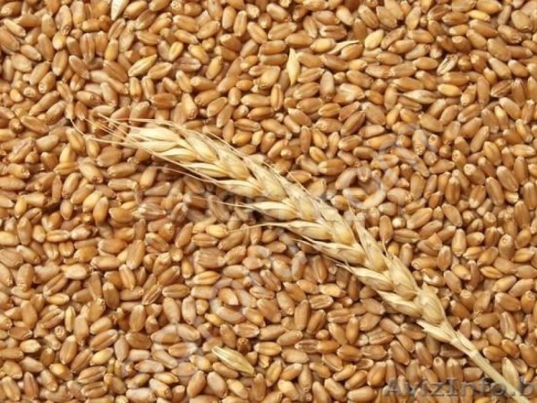 Пшеница яровая мягкая Тулайковская 10