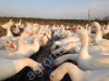 Мясо гуся Гуси живым весом опт розница