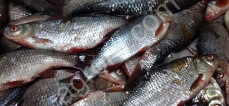 Свежемороженая рыба оптом