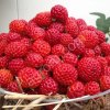 Рассада клубники Фрамберри(Framberry)с ароматом малины.