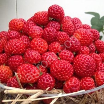 Рассада клубники Фрамберри(Framberry)с ароматом малины.