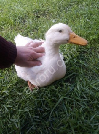 Утка  пекинка