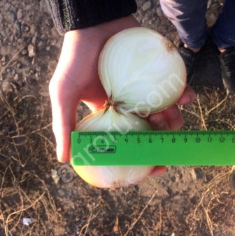 Лук репчатый оптом от кфх - 2018 год