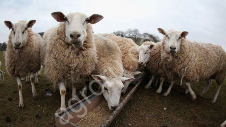 Баранина жирнохвостая мясом и живым весом