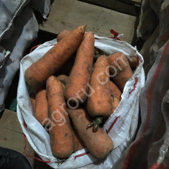 Морковь каскад оптом