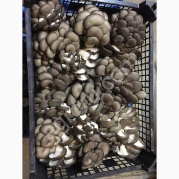свежие грибы Вешенка