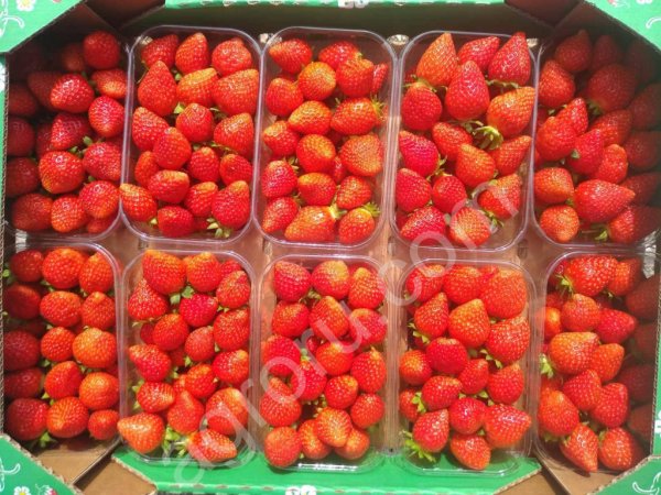 Свежая клубника