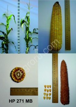 Гибрид кукурузы НР 271 МВ