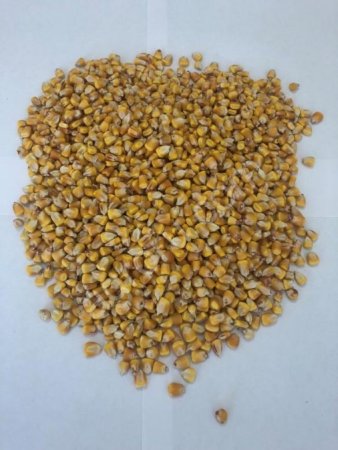 Кукуруза оптом от производителя