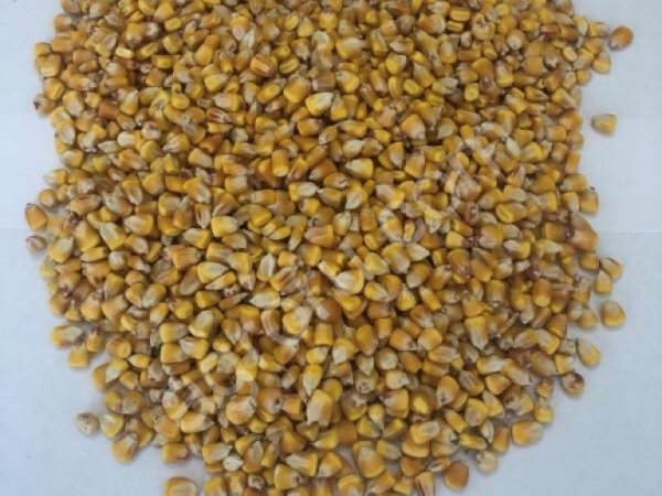 Кукуруза оптом от производителя