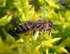 Пчелопакеты 2019 г. серой горной породы двух видов