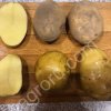 Картофель Бриз