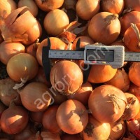 Лук