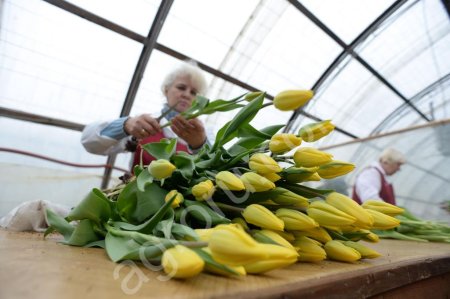 Тюльпаны к 8 марта