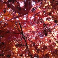 Саженцы японского клена - HARVESTO Garden