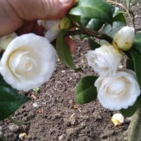 Саженцы камелии - от 0, 80-1, 0м, морозостойкие