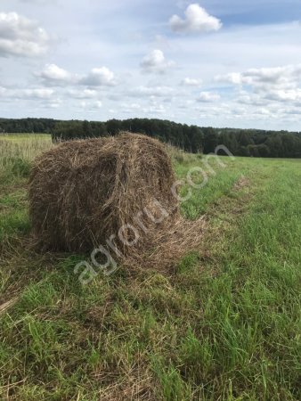 Сено 2019 года