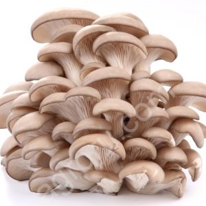 Консультирование по выращиванию вешенки