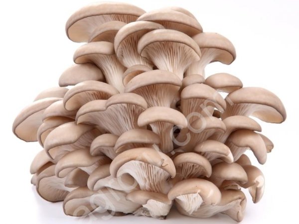 Консультирование по выращиванию вешенки