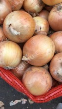 Лук репчатый