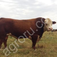 Племенные быки Герефорды от Производителя