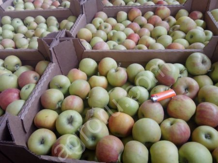Яблоки оптом от производителя