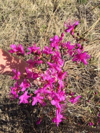 Саженцы Рододендрон Даурский (лат. Rhododendron Dauricum), Багульник, Маральник оптом