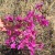 Саженцы Рододендрон Даурский (лат. Rhododendron Dauricum), Багульник, Маральник оптом