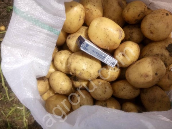 Картофель продовольственный оптом урожай 2018