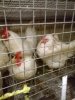 Инкубационное яйцо мини мясной породы кур (белые)