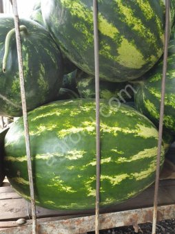 Арбузы оптом