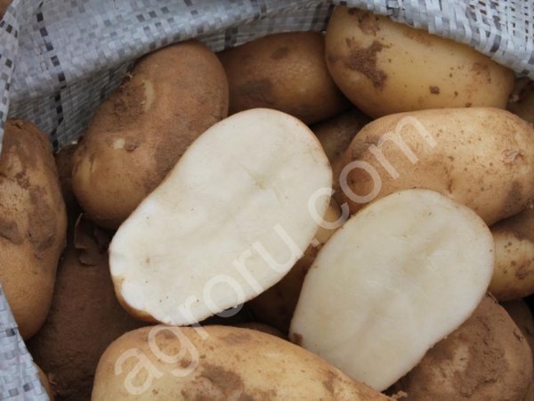 Картофель семенной Удача фракции 30-60, категория элита