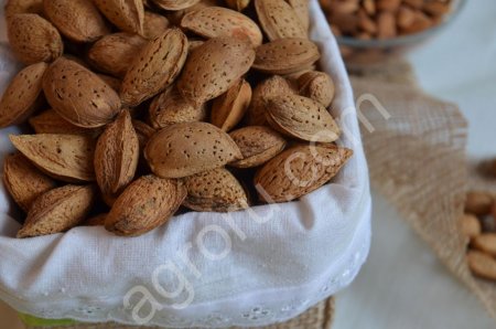 Миндаль в скорлупе