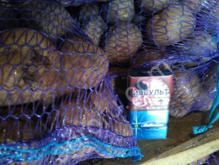 Семенной картофель сорта Гала ОПТОМ