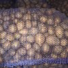 Картофель оптом от производителя